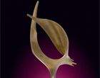 G�ll Gregor